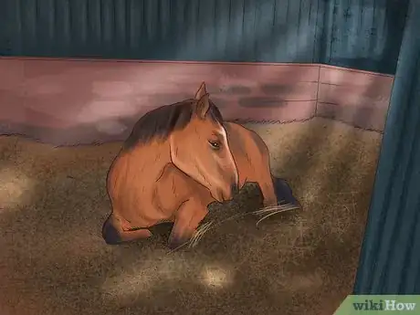 Image intitulée Take Care of Your Horse Step 28