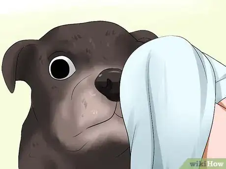 Image intitulée Prevent Tear Staining in Dogs Step 4