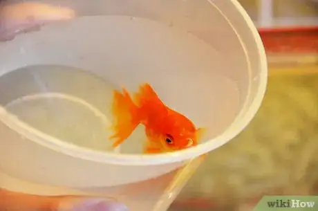Image intitulée Make a Goldfish Live for Decades Step 3