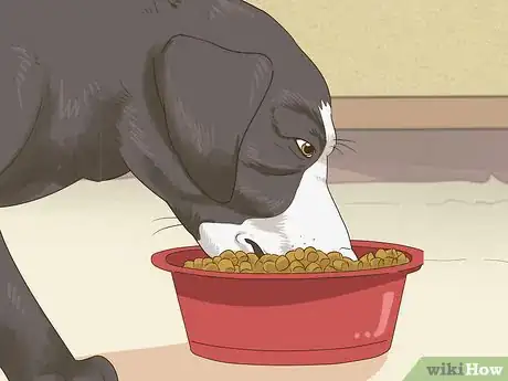 Image intitulée Treat Mother Dogs with Sore or Infected Nipples Step 3
