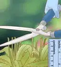 tailler des marguerites