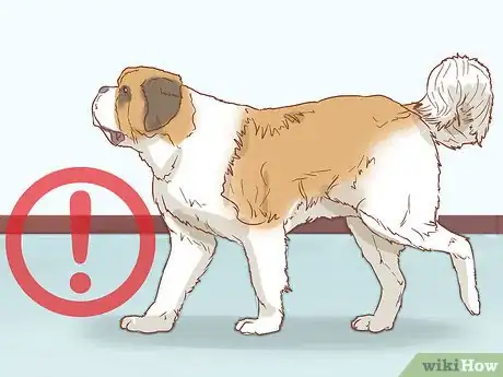 Image intitulée Care for a Saint Bernard Step 13
