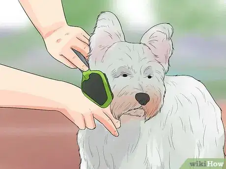 Image intitulée Groom a Westie Step 1