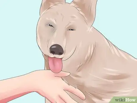 Image intitulée Treat Dog Bite Wounds on Dogs Step 3