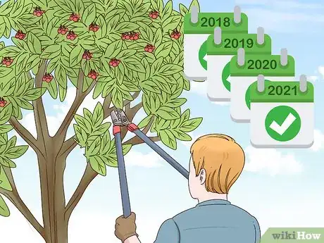 Image intitulée Grow Cherries Step 17