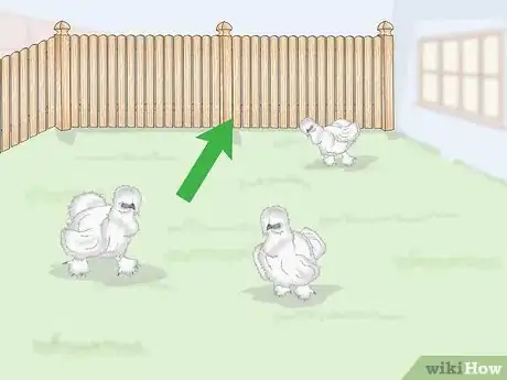 Image intitulée Care For Silkie Chickens Step 4