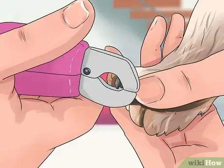 Image intitulée Treat Hot Spots in Dogs Step 15