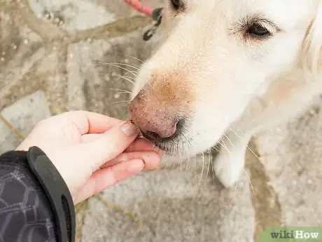 Image intitulée Teach Your Dog Tricks Step 5