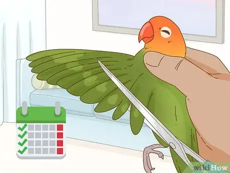 Image intitulée Keep a Lovebird As a Pet Step 20