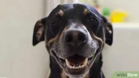 Image intitulée Make Your Dog Smell Better Step 18