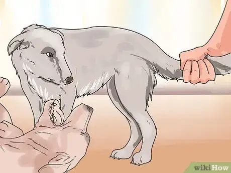 Image intitulée Break Up a Dog Fight Step 6
