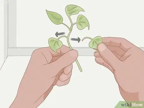 Image intitulée Grow Philodendron from Cuttings Step 6