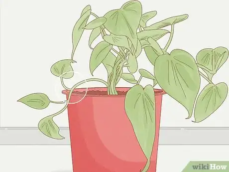 Image intitulée Grow Philodendron from Cuttings Step 2