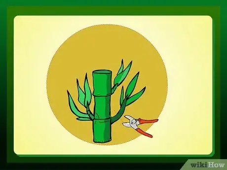 Image intitulée Propagate Lucky Bamboo Step 3Bullet1