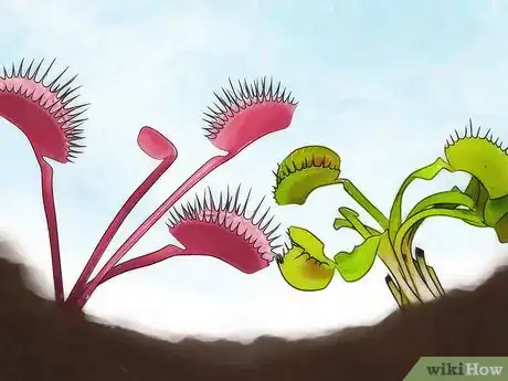 Image intitulée Choose a Venus Flytrap Step 2