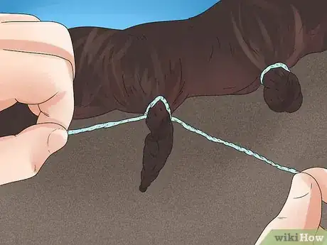 Image intitulée Braid a Horse's Mane Step 20