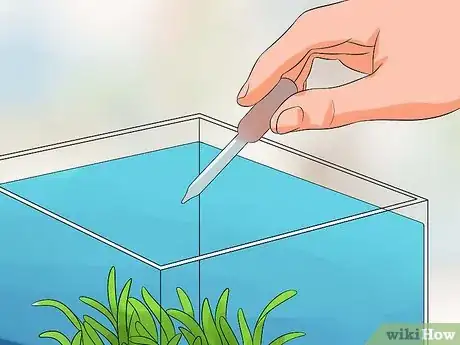 Image intitulée Help a Betta Fish Live Longer Step 14