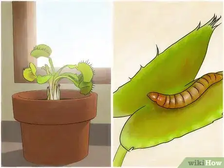 Image intitulée Choose a Venus Flytrap Step 1
