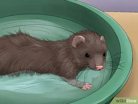Image intitulée Care for a Ferret Step 17