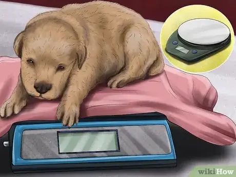 Image intitulée Save Orphaned Newborn Puppies Step 2