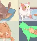 reconnaître que votre chat est malade