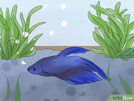 Image intitulée Help a Betta Fish Live Longer Step 17