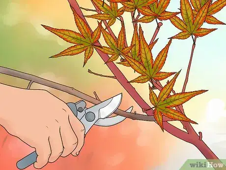 Image intitulée Prune Japanese Maple Trees Step 10