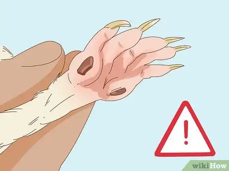 Image intitulée Help Your Guinea Pig Live a Long Life Step 9