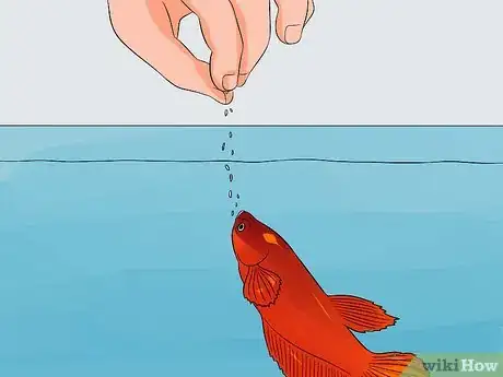Image intitulée Help a Betta Fish Live Longer Step 13