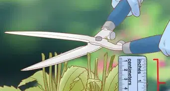 tailler des marguerites