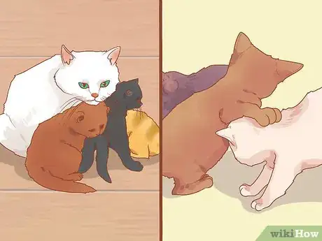 Image intitulée Know if a Kitten Is Old Enough to Neuter or Spay Step 9