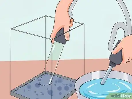 Image intitulée Help a Betta Fish Live Longer Step 20