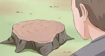 identifier les chênes