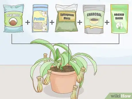 Image intitulée Grow Pitcher Plants Step 5