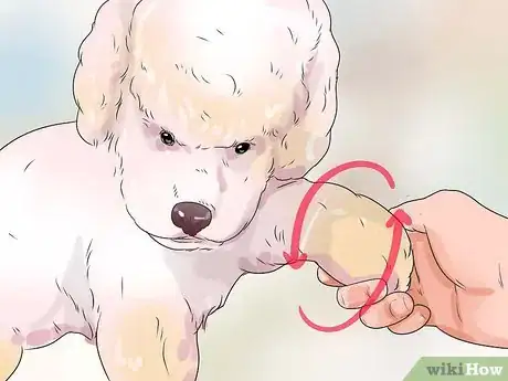 Image intitulée Help Dogs with Joint Problems and Stiffness Step 9