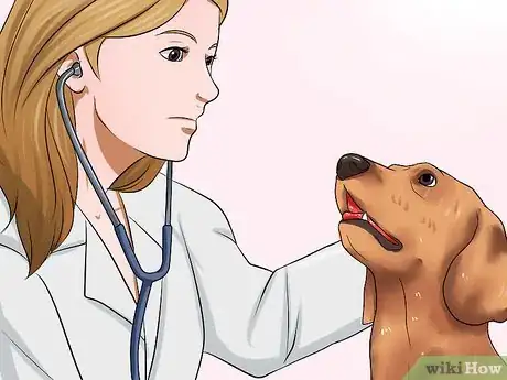 Image intitulée Diagnose Hookworms in Dogs Step 7