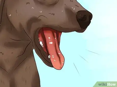 Image intitulée Diagnose Hookworms in Dogs Step 4