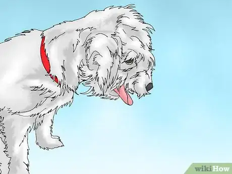 Image intitulée Care for a Dog with a Torn ACL Step 7