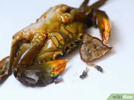 Image intitulée Prepare Crabs Step 14