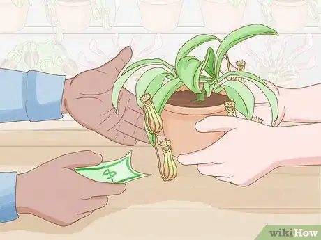 Image intitulée Grow Pitcher Plants Step 2