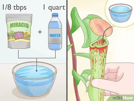 Image intitulée Grow Pitcher Plants Step 8