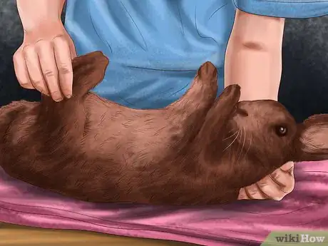 Image intitulée Care for Havana Rabbits Step 13