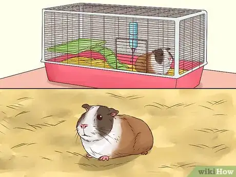 Image intitulée Tame Your Guinea Pig Step 1