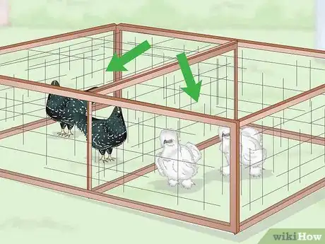 Image intitulée Care For Silkie Chickens Step 7