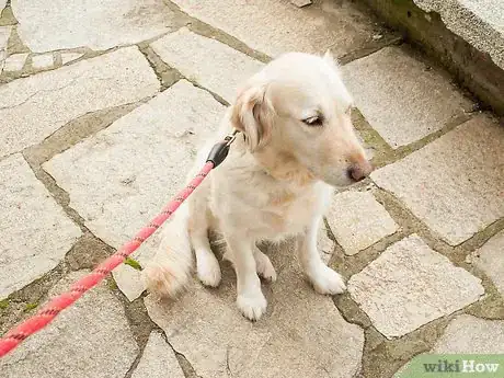 Image intitulée Teach Your Dog Tricks Step 8