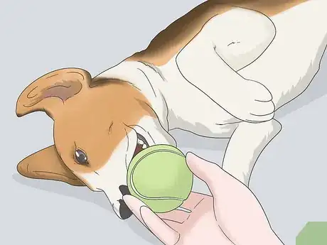Image intitulée Get Your Small Dog to Stop Biting and Barking at You Step 6