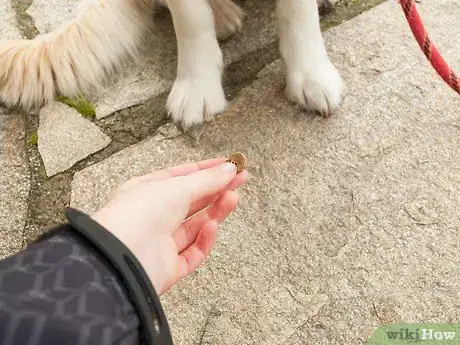 Image intitulée Teach Your Dog Tricks Step 9