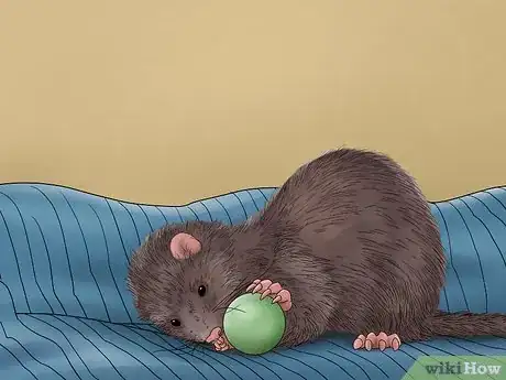 Image intitulée Care for a Ferret Step 13