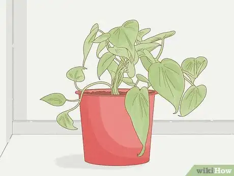 Image intitulée Grow Philodendron from Cuttings Step 1
