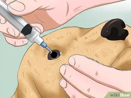 Image intitulée Prevent Tear Staining in Dogs Step 3